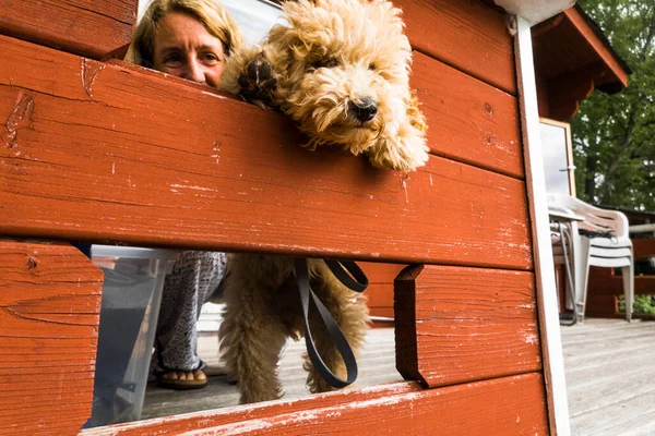 Stockholm Suède Chiot Bichpoo Penche Dans Une Ouverture Sur Porche — Photo