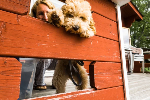 Estocolmo Suecia Cachorro Bichpoo Inclina Hacia Una Abertura Porche Como — Foto de Stock