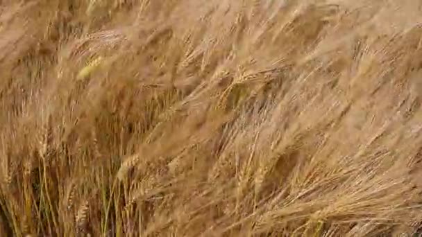 Pole Pšenice Foukající Větru — Stock video