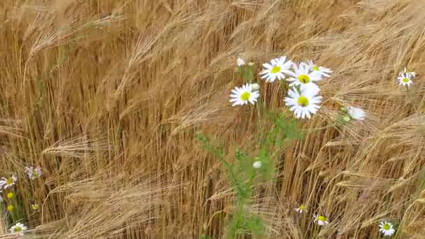 Campo Trigo Soplando Viento — Vídeos de Stock