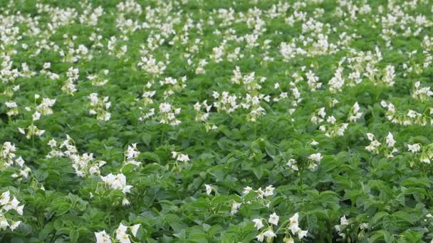 Hirtshals Δανία Ένα Χωράφι Πατάτες Και Άνθη Φυτών Πατάτας — Αρχείο Βίντεο
