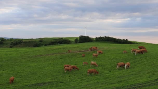 摩尔人 丹麦奶牛在牧场和风力发电机组里 — 图库视频影像