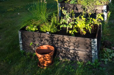 Stockholm, İsveç Sebze yetiştiren bir halk bahçesi..