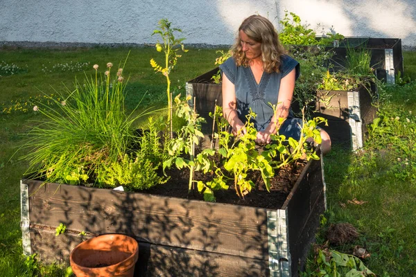 Estocolmo Suecia Una Mujer Atiende Jardín Comunitario Verano —  Fotos de Stock