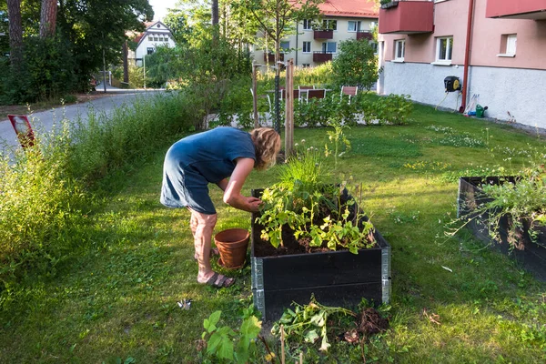 Stockholm Swedia Seorang Wanita Cenderung Kotak Kebun Komunitasnya Musim Panas — Stok Foto