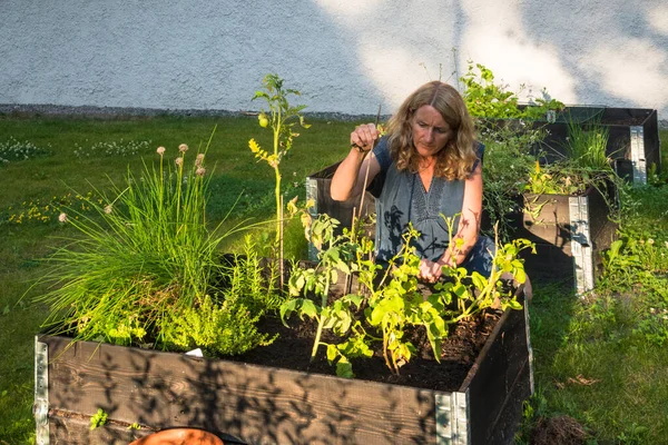 Stockholm Swedia Seorang Wanita Cenderung Kotak Kebun Komunitasnya Musim Panas — Stok Foto