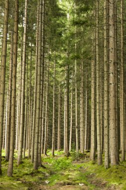 Boras, İsveç Sihirli bir çam ormanı ve orman zemini.