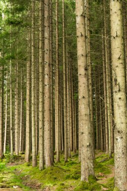 Boras, İsveç Sihirli bir çam ormanı ve orman zemini.