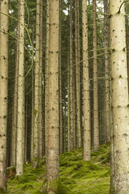 Boras, İsveç Sihirli bir çam ormanı ve orman zemini.