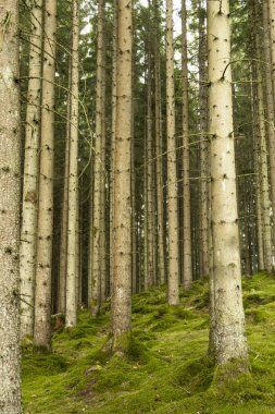 Boras, İsveç Sihirli bir çam ormanı ve orman zemini.