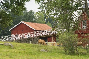 Hofsnas, İsveç İnekleri otlakta ve büyük bir ahırda.