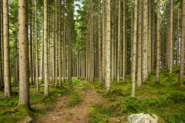 Boras Suécia Uma Floresta Pinheiros Mágica Chão Floresta — Fotografia de Stock
