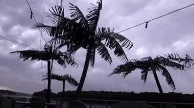 Solomonlar, Maryland USA Patuxent nehrinde büyük bir fırtına sahte palmiye ağaçlarının üzerinden geçiyor..  