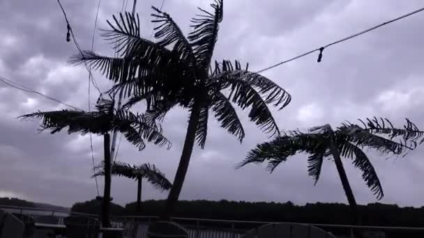 メリーランド州ソロモンズPatuxent川の大きな嵐は デッキの偽のヤシの木に吹く — ストック動画
