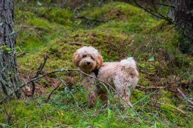 Stockholm, İsveç Ormanda bir kaniş köpeği.