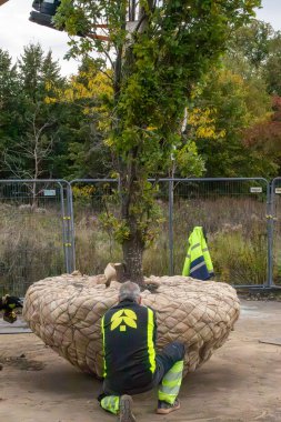 Stockholm, İsveç 7 Ekim 2025. Bir buldozer, şehre ve işçilere nakil için köklü bir ağaç kaldırıyor..