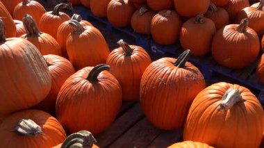 Prens Frederick, Maryland USA Çiftçi pazarından taze balkabağı topladı. 