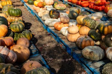Prens Frederick, Maryland USA Pumpkins Bir çiftçi pazarında satılık.