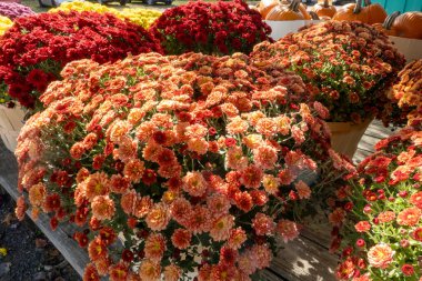 Prens Frederick, Maryland ABD 19 Ekim 2025 Chrysanthenum çiçekleri bir çiftçi pazarında satılıyor.