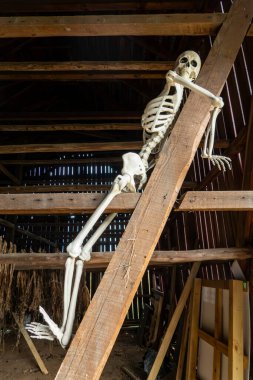 Prens Frederick, Maryland ABD 19 Ekim 2025 Cadılar Bayramı 'nda bir ahırda iskelet dekoarasyonu..