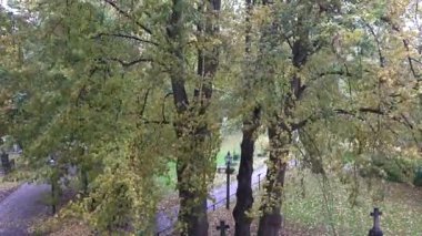 Stockholm, İsveç Yaprakları Sonbaharda ağaçtan düşer.