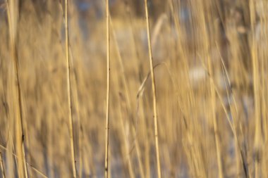Holo, İsveç Donmuş bir göl boyunca kışın çimen.