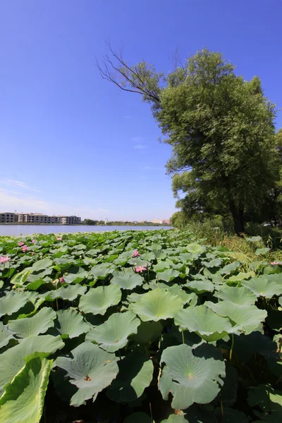 Lotus su bir parkta tam Bloom 