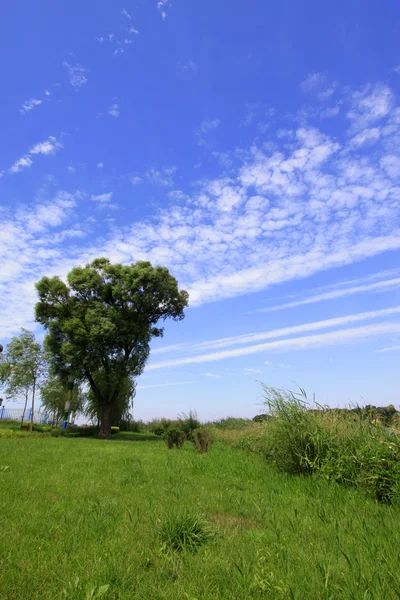 Träd och gräs under blå himmel i en park — Stockfoto