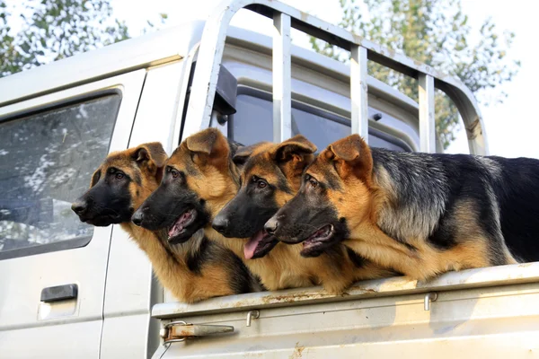 Perros de compañía en el compartimiento del coche — Foto de Stock