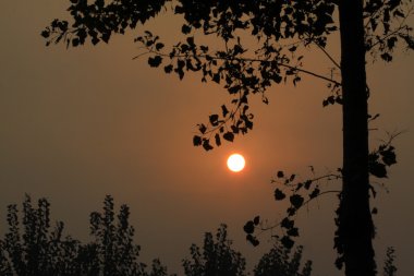 gün batımı siluet ağaçlarda 