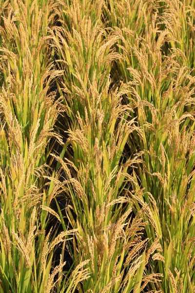 Rice grain — Stock Photo, Image