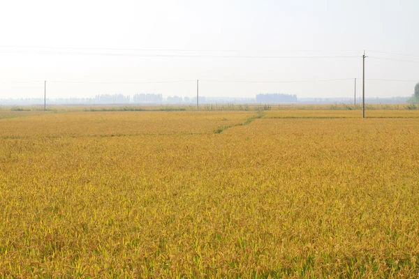 Grano de arroz — Foto de Stock