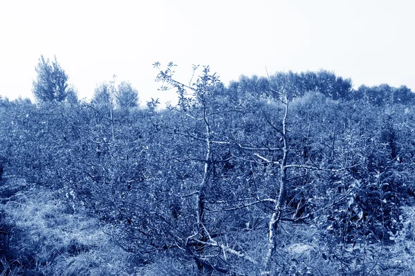 梨收获的场景, 在果园, 在秋天 — 图库照片