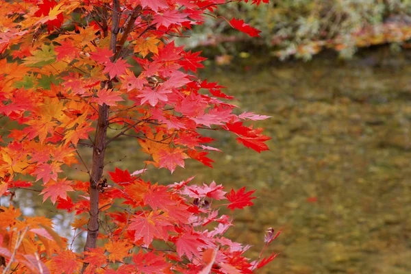 Red maple in a garden — Stock Photo, Image