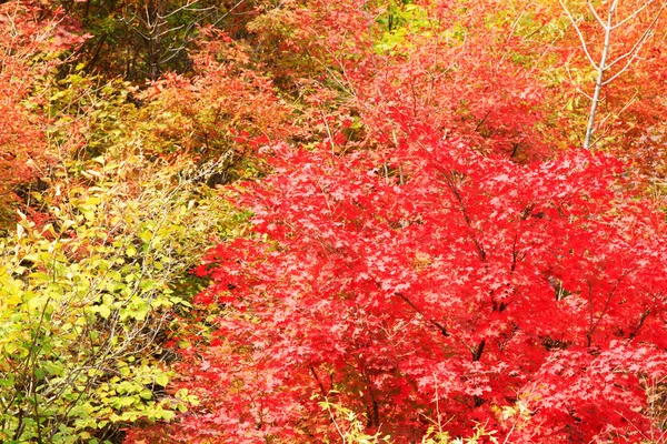 Красный кленовый лист в живописном месте — стоковое фото