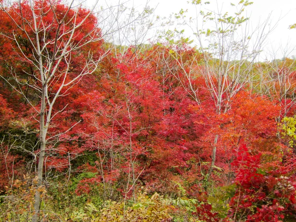 Красный кленовый лист в живописном месте — стоковое фото