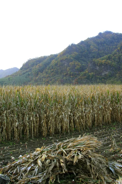 Plantas de maíz en la zona montañosa — Foto de Stock