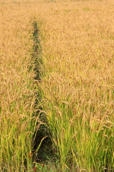 Grains de riz Images De Stock Libres De Droits