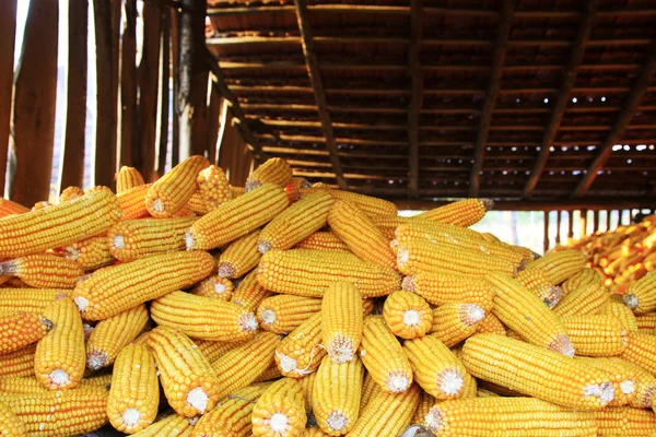 Piles of corn bonzi material Stock Photo
