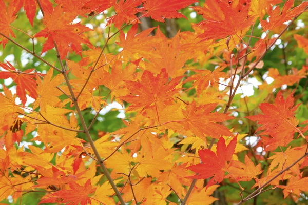 Red maple in a garden Stock Picture