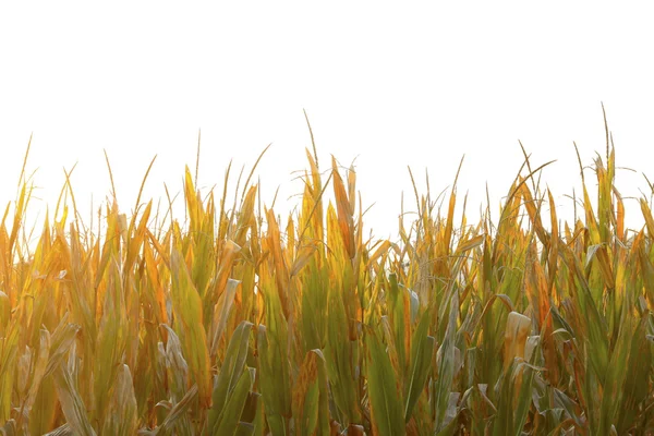 Rośliny kukurydzy — Zdjęcie stockowe