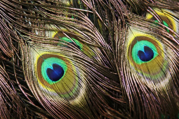 Beautiful peacock feathers — Stock Photo, Image