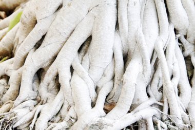 Banyan Tree Roots