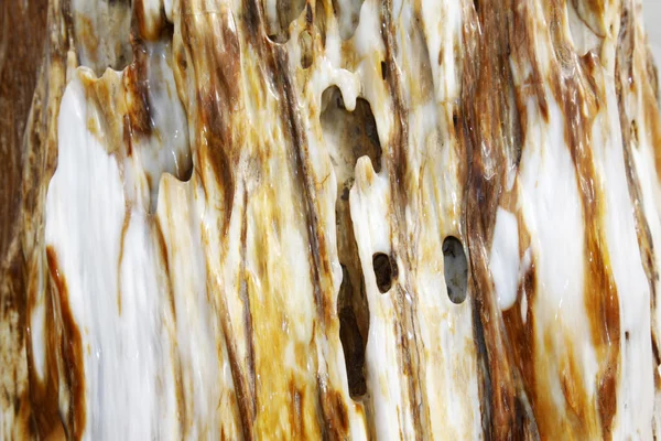 Árvore textura fóssil — Fotografia de Stock