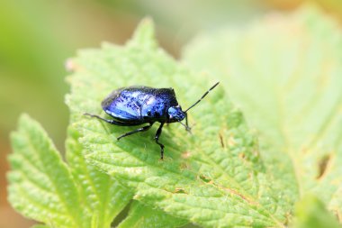 yeşil yaprak üzerinde mor çekirke