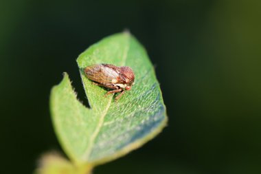 Membracidae böcekler