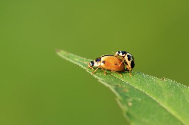 iki ladybugs yeşil bitki çiftleşme