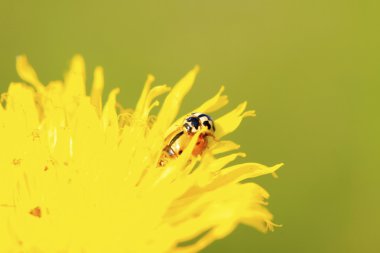 iki ladybugs yeşil bitki çiftleşme