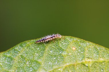 büyük lacewing larvalar - yaprak biti aslanlar uçar 