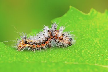 yeşil yaprak üzerinde sevimli tırtıl